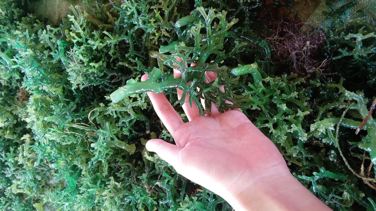 Freshly harvested cottonii seaweed on a cultivation rope