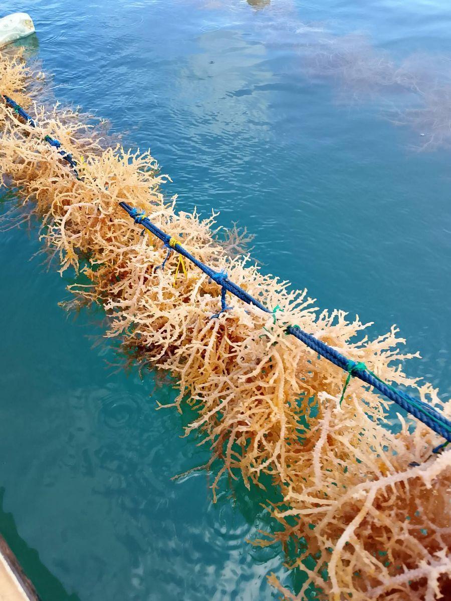 Rope lines with seaweed growing, tied and ready for harvest