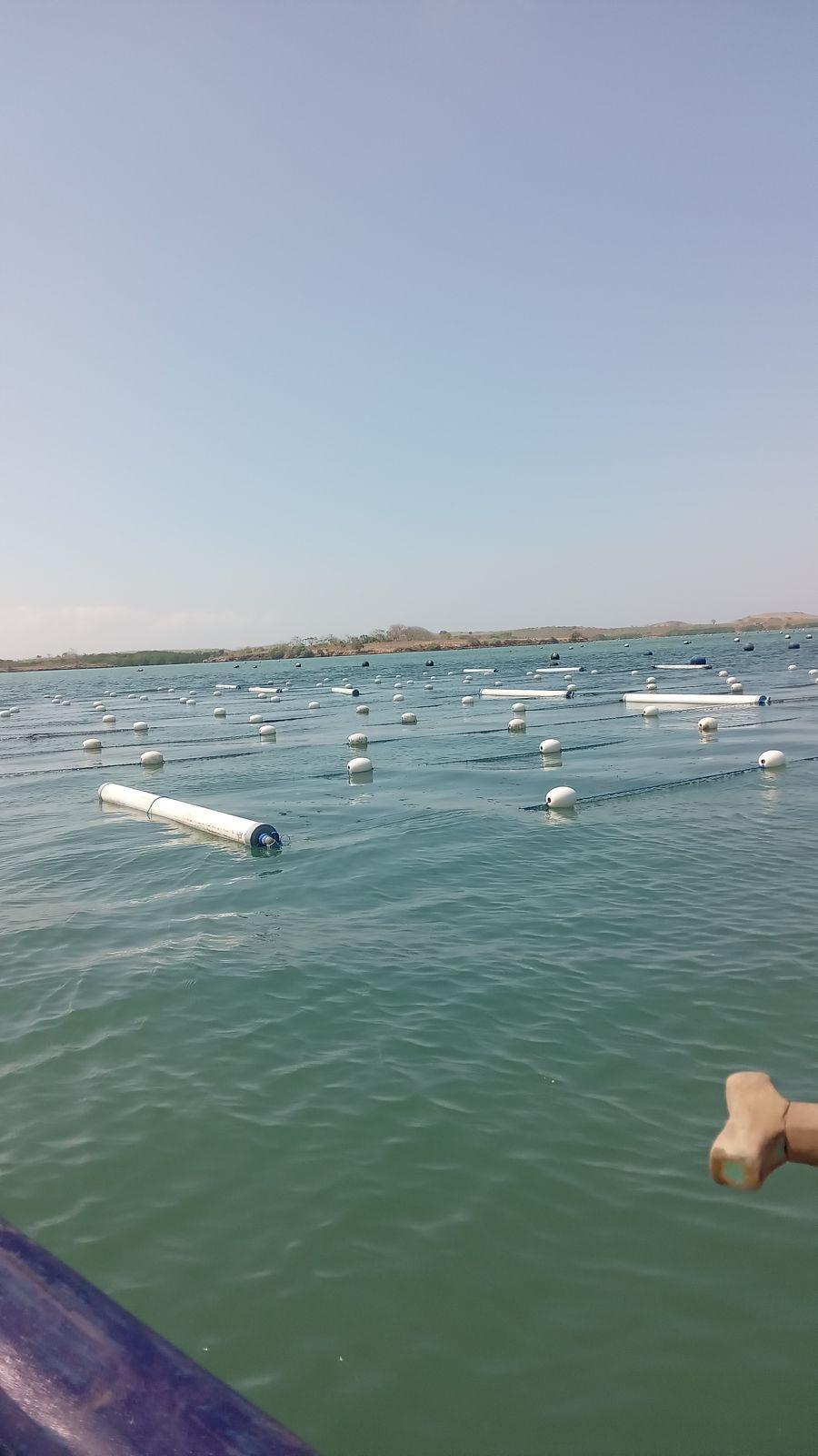 Wide view of the farm site, floating buoy lines marking cultivation rows