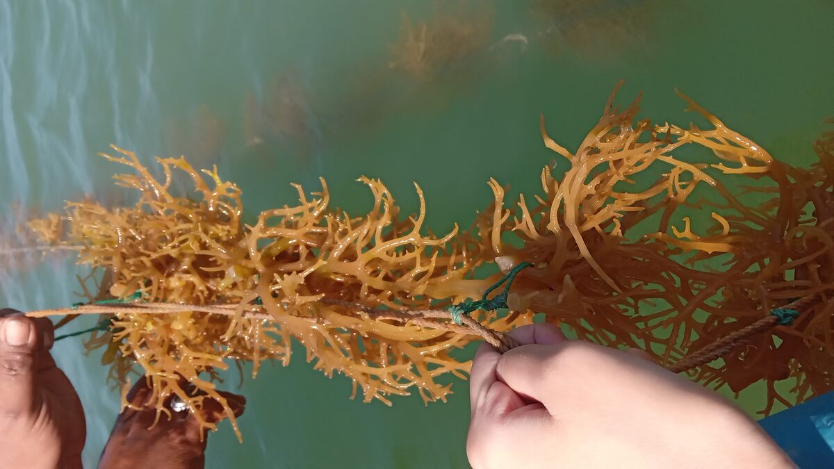 A farmer hand-tying seedlings onto cultivation rope, close-up view